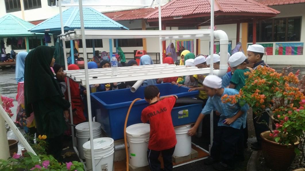 Aquaponics urban farming