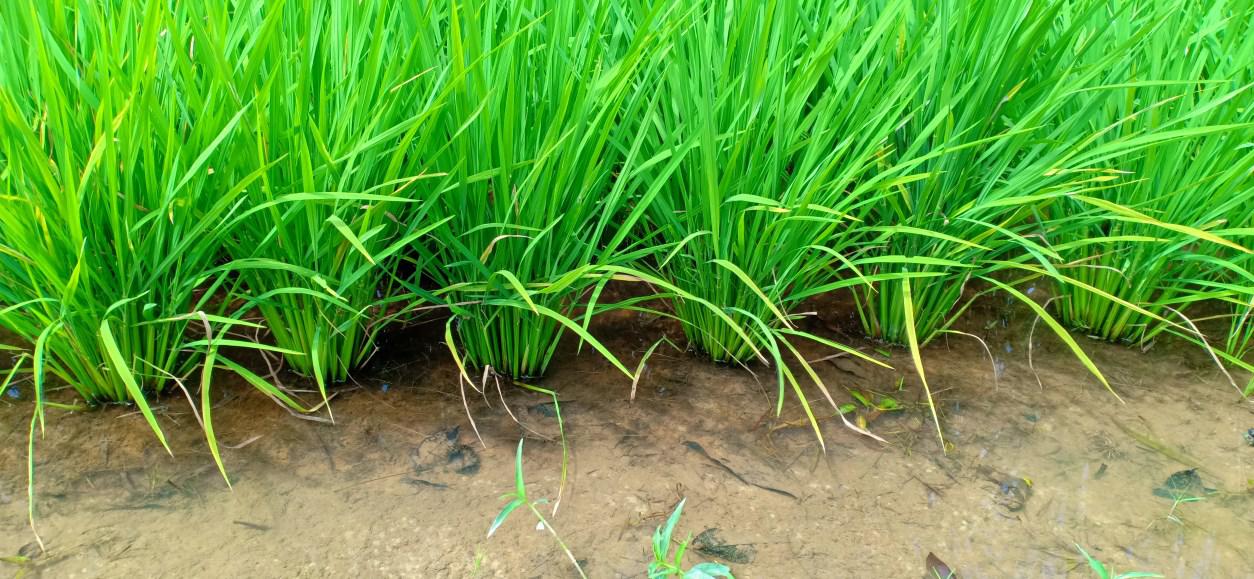 Organic Paddy Project